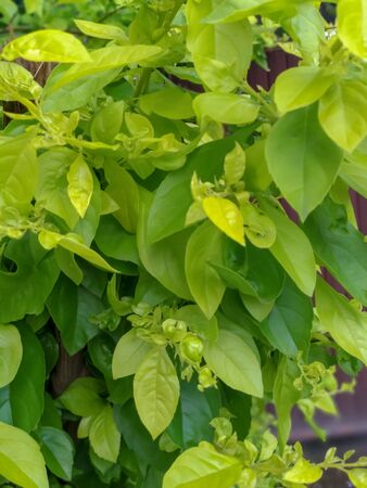 A picture of Indian green leaf with beautiful background.closeup view of green leaves.の写真素材