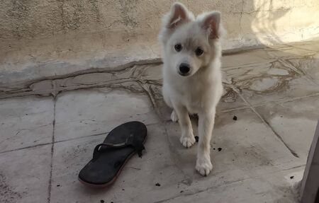 A photo of cute white dog.dog looking on camera from india.の写真素材