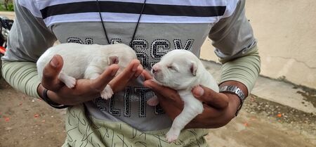 A photo of cute white new born puppy from india.の写真素材
