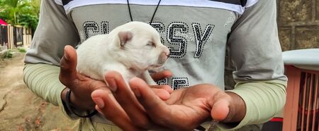 A photo of cute white new born puppy from india.の写真素材