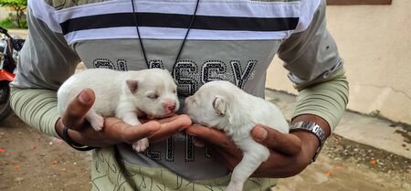 A photo of cute white new born puppy from india.の写真素材