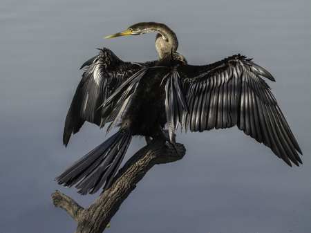 A snake bird drying its feathers, at Bharatpur Bird Sanctuary, Indiaの写真素材