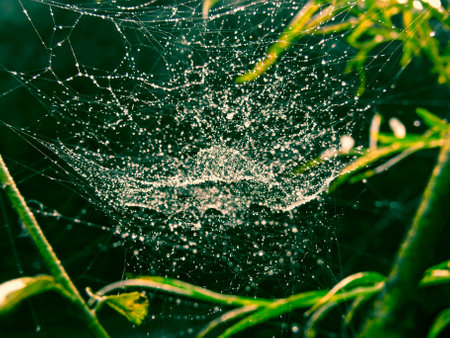 Spider Web