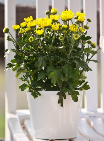 Daisy in the white vase.の写真素材