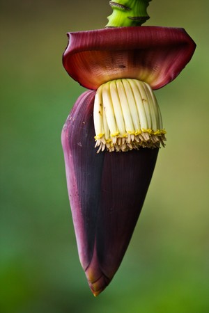 Become to bananaの写真素材