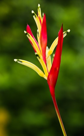 a tropical flowerの写真素材