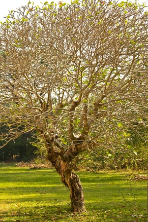 a tree in the gardenの写真素材