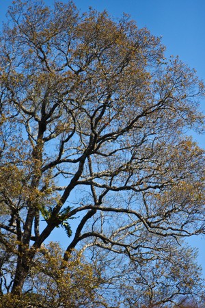 tree and blue skyの写真素材