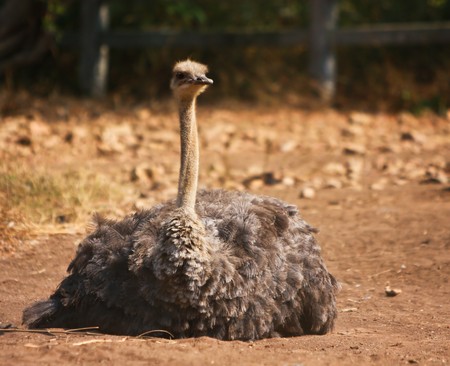 An ostrich lays on the groundの写真素材