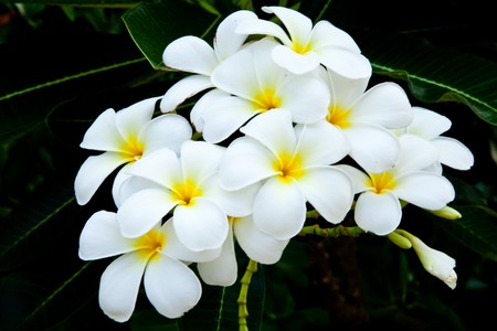 The white flowersの写真素材