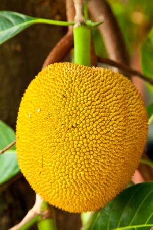 A jackfruit の写真素材