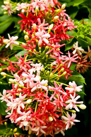 The blossom flowersの写真素材