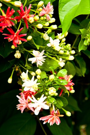 The blossom flowersの写真素材