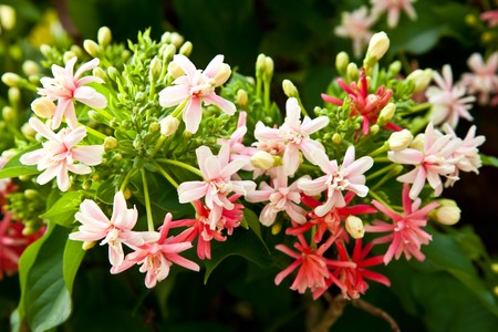 Colorfull flowersの写真素材