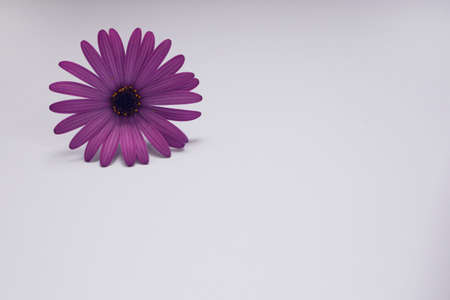 a violet flower and white backgroundの写真素材