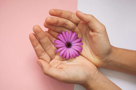 a violet flower on hands on a pink and white backgroundの写真素材