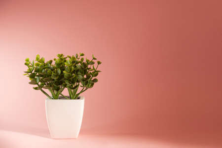 a green flower with a white pot on a pink backgroundの写真素材