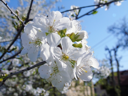 Beautiful photography of natural parks, near the seaside and in the village.の写真素材