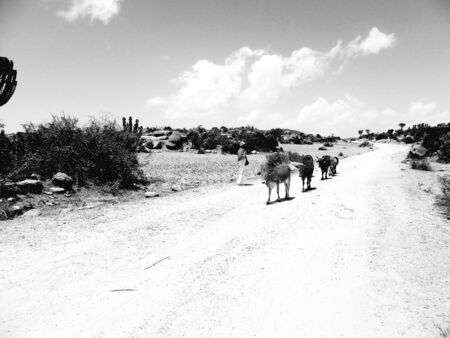 Eritrea, Africa - 10/8/2019: Traveling around the vilages near Asmara and Massawa. An amazing caption of the trees, mountains and some old typical houses with very hot climate in Eritrea.の写真素材