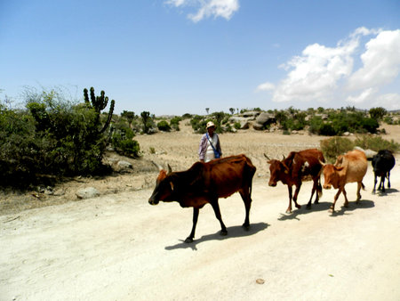Eritrea, Africa - 10/8/2019: Traveling around the vilages near Asmara and Massawa. An amazing caption of the trees, mountains and some old typical houses with very hot climate in Eritrea.のeditorial素材