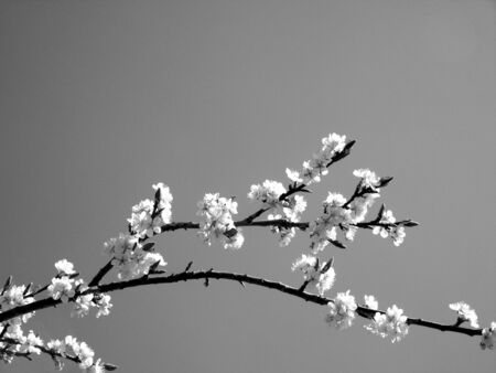 An amazing caption of spring flowers from the village with blue sky.の写真素材