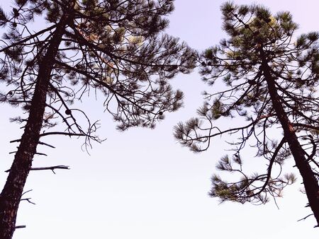 Silhouette of trees in the village in winter days in colors and in black and white version.の写真素材