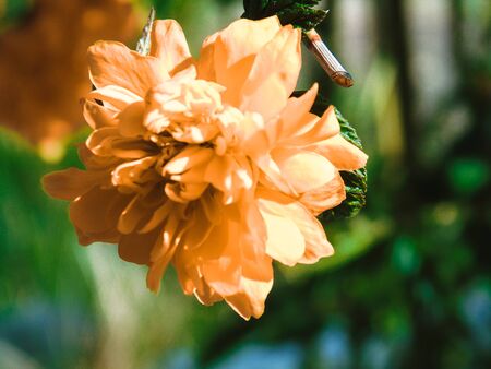 Beautiful spring flowers from the cherry tree, edited from home with basic instruments.の写真素材