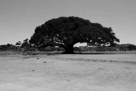 Eritrea, Africa - 10/8/2019: Traveling around the vilages near Asmara and Massawa. An amazing caption of the trees, mountains and some old typical houses with very hot climate in Eritrea.の写真素材