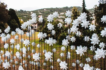 Beautiful spring flowers from the cherry tree, edited from home with basic instruments.の写真素材