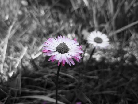 Beautiful spring flowers from the cherry tree, edited from home with basic instruments.の写真素材