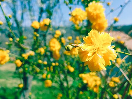 Beautiful spring flowers from the cherry tree, edited from home with basic instruments.の写真素材