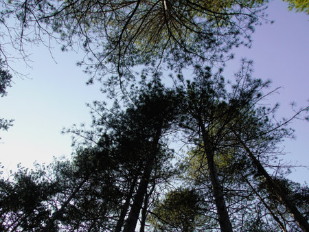 Genova, Italy - 06/29/2020: Beautiful floral spring abstract background of nature. Branches of blossoming apricot macro with soft focus on gentle light blue sky background.のeditorial素材