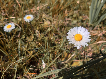 Genova, Italy - 06/29/2020: Beautiful floral spring abstract background of nature. Branches of blossoming apricot macro with soft focus on gentle light blue sky background.のeditorial素材