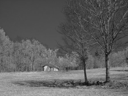 Genova, Italy - 06/29/2020: Beautiful floral spring abstract background of nature. Branches of blossoming apricot macro with soft focus on gentle light blue sky background.のeditorial素材