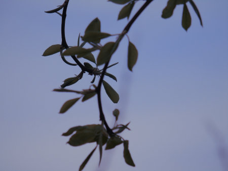 Genova, Italy - 06/29/2020: Beautiful floral spring abstract background of nature. Branches of blossoming apricot macro with soft focus on gentle light blue sky background.のeditorial素材