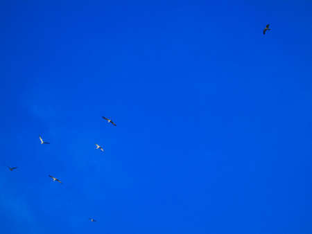 Birds flying over the city in summer days, with beautiful clear sky in different colors.