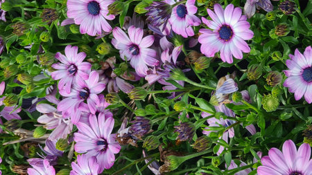 Genova, Itay - May 03, 2022: Euroflora is an exhibition of the flower and the ornamental plant is one of the main floral exhibitions taking place in the Nervi parks of Genova.のeditorial素材