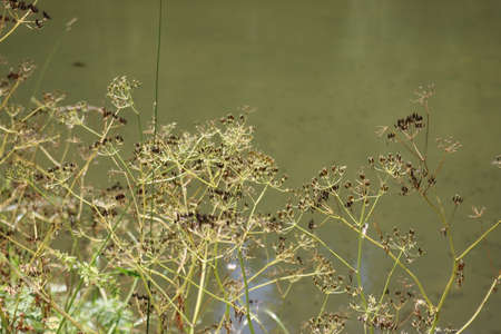 Coravara, Italy-July 16, 2022: The italian Dolomites behind the small village of Corvara in summer days with beaitiful blue sky in the background. Green nature in the middle of theの写真素材