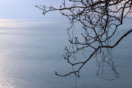Silhouette of tree branch on blue sea background with copy spaceの写真素材