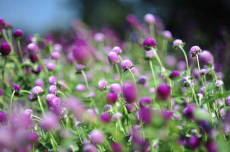 the purple violet blue flower in the gardenの写真素材