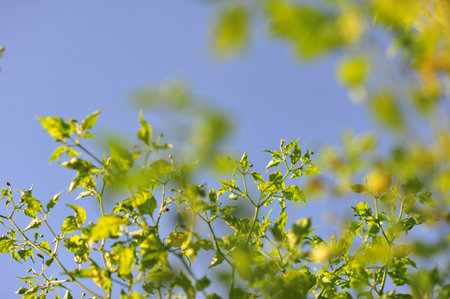 the green leaf of chilli pepper in front of blue sky and cloud backgroundの写真素材