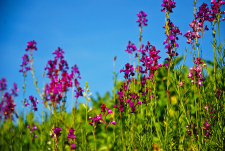 the macro group of purple flower in garden so fresh beautiful nature landscape in winter seasonの写真素材