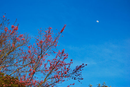 the pink of sakura flower tree so beautiful nature landscape for februaryの写真素材