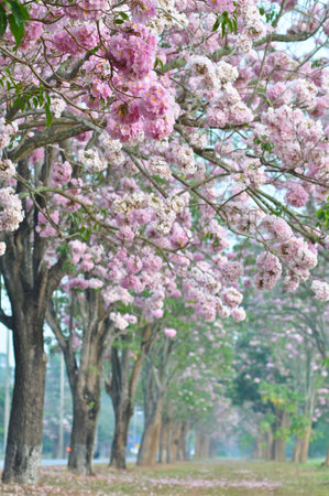 the pink of sakura flower tree so beautiful nature landscape for februaryの写真素材