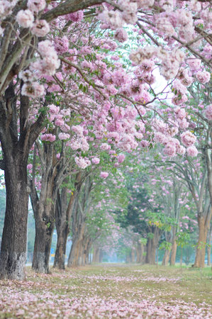 the pink of sakura flower tree so beautiful nature landscape for februaryの写真素材