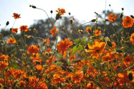 the group of pink flower cosmos in garden so beautiful nature landscape in winter seasonの写真素材
