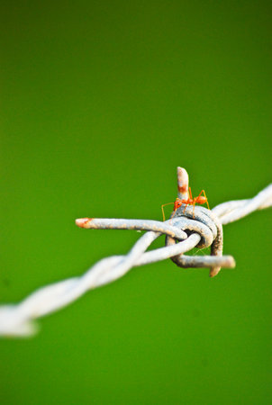 the small little ant on barbed wireの写真素材