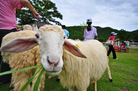 the small litte cute sheep eat