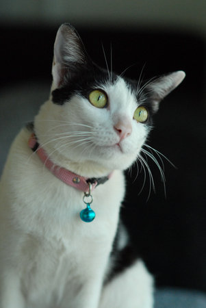 the small little cute catの写真素材