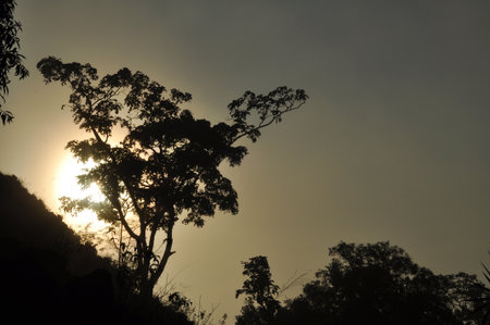 the leaf petal and branch of tree in natureの写真素材